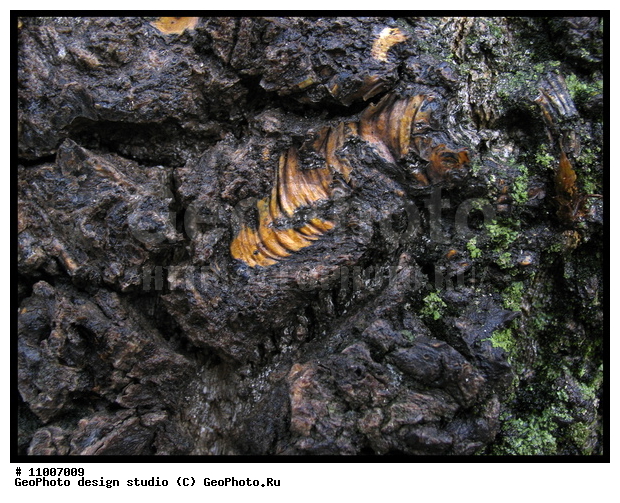 ����������� ���������, ���������