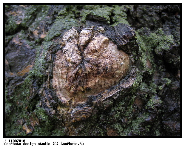 ����������� ���������, ���������