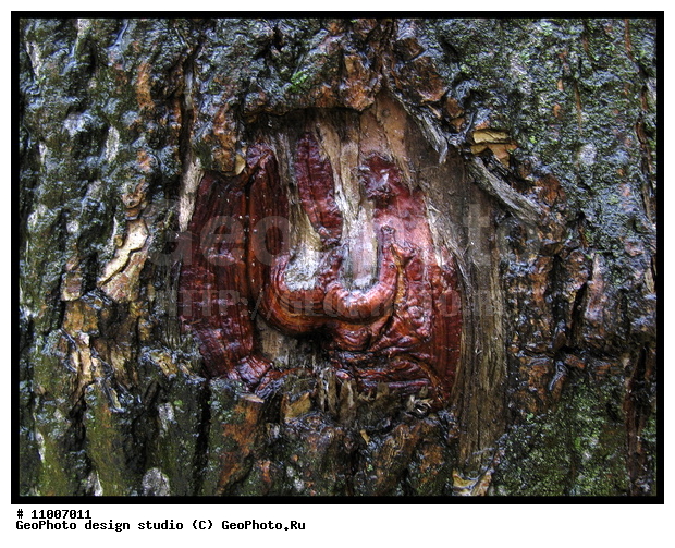 ����������� ���������, ���������