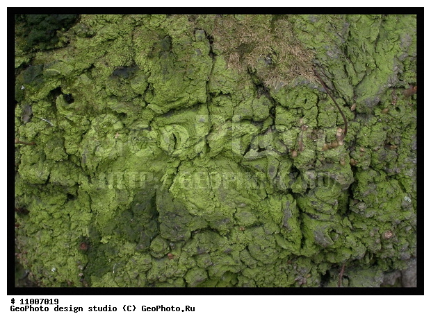 ����������� ���������, ���������