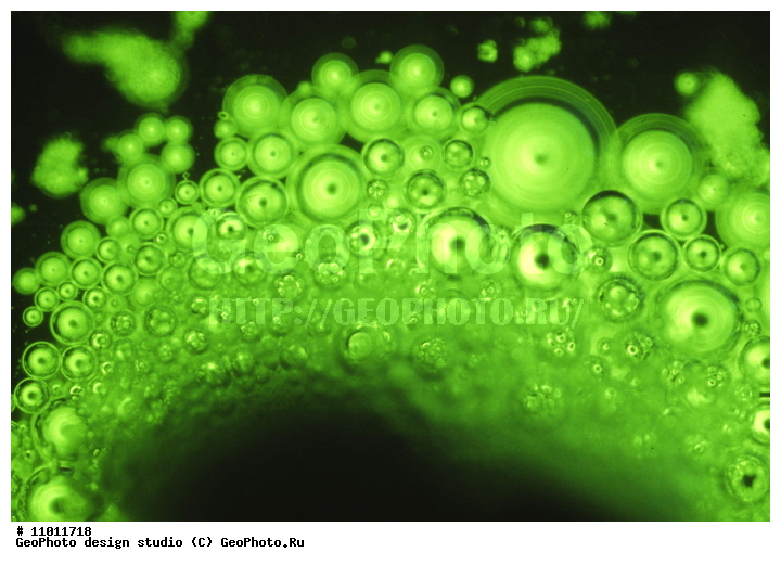 ����������� ���������, ���������