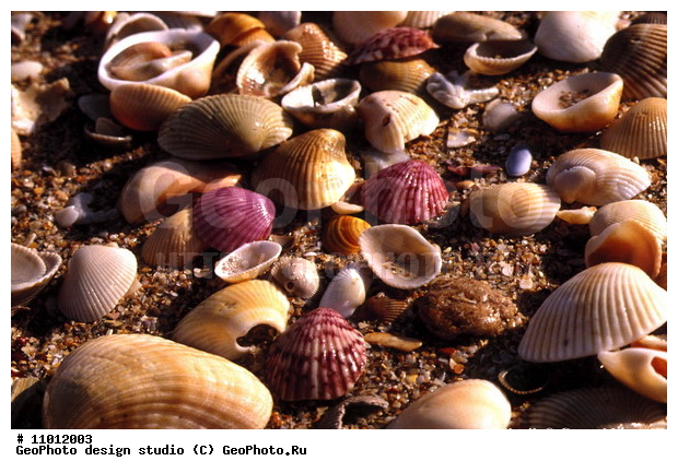 ��������, ���, �������, ����������� ���������, ���������, ��� ���������, ���������� �����, �������