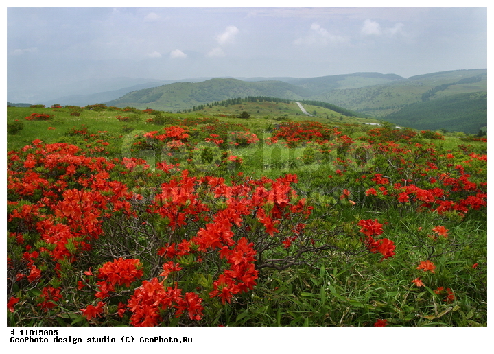 ����������� ���������, ���������