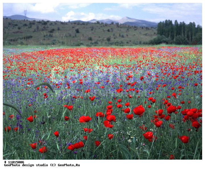 ����������� ���������, ���������