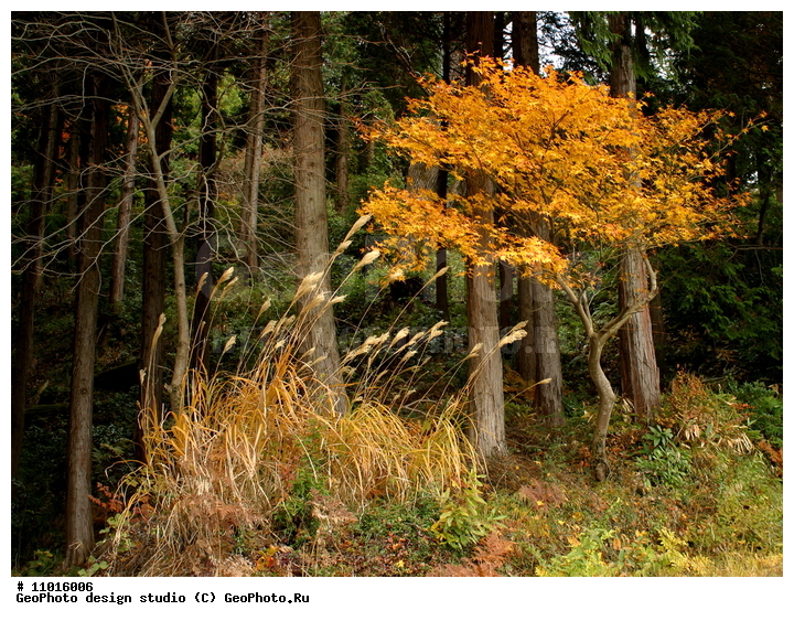 ����������� ���������, ���������