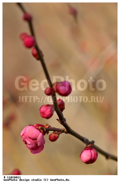 ����������� ���������, ���������