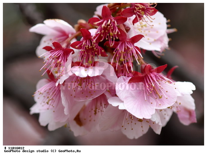 ����������� ���������, ���������