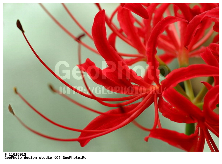 ����������� ���������, ���������