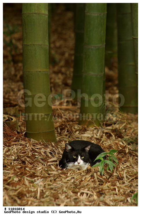 ����������� ���������, ���������