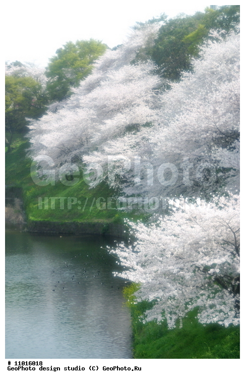 ����������� ���������, ���������