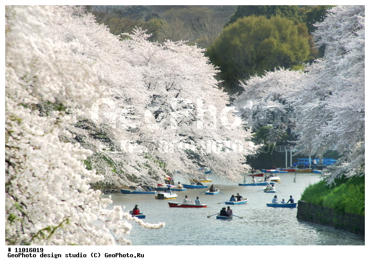 ����������� ���������, ���������