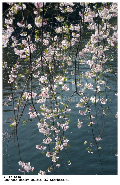 ����������� ���������, ���������