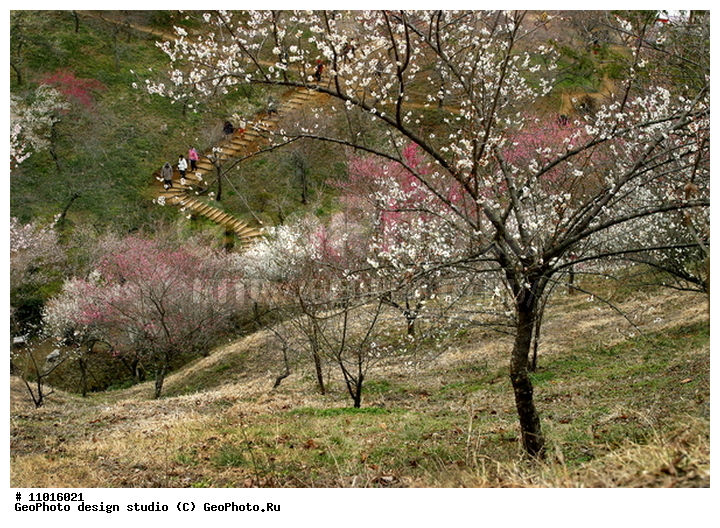 ����������� ���������, ���������