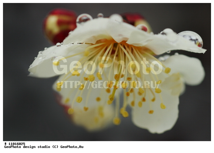 ����������� ���������, ���������