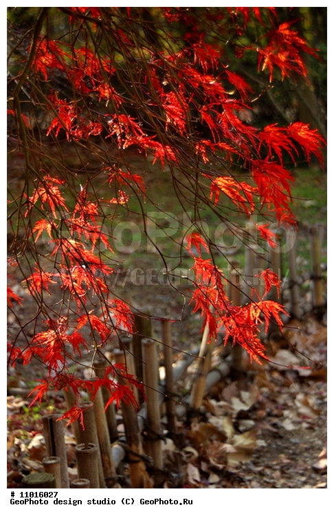 ����������� ���������, ���������