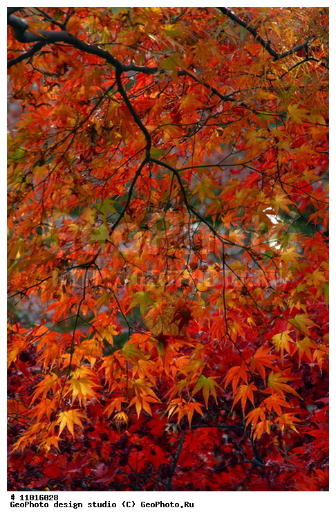 ����������� ���������, ���������