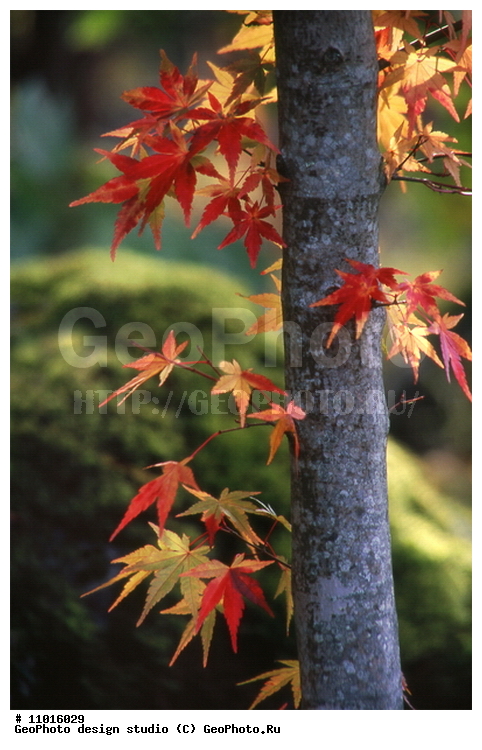 ����������� ���������, ���������