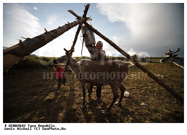 ������, ������, ����, ����, �����, �����, ����� ������, ��������, �����, �����, ���������� ����, ��������, �������� ����������, ��������, ��������, �������������, �������������, �����, �����, XYZ, ��������, ������, Cervidae, �������� �����, ������, Rangifer tarandus