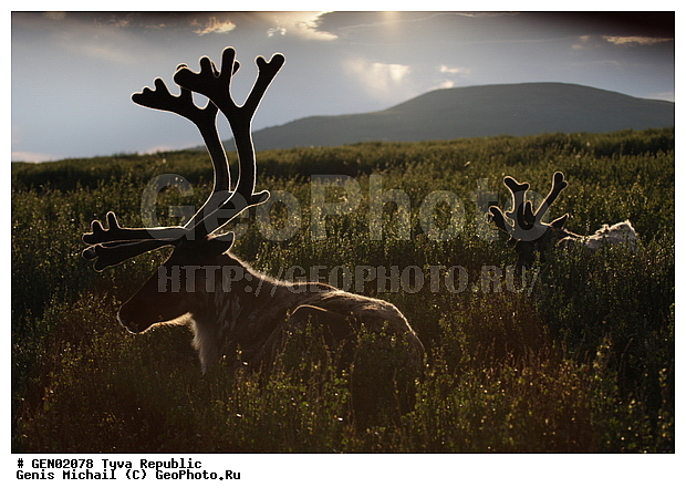  ���������, ����, ����, �����,  ����� ����, �����, �������� ����, ��������� ����, ��������, ��������, �������������, �������������, �����, �����, XYZ,��������, ������, Cervidae, �������� �����, ������, Rangifer tarandus