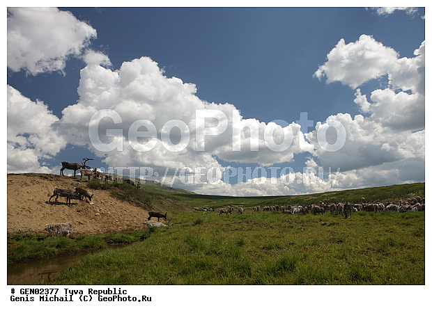 ������, ������, ����, ����, ��������, �����, �����, ���������� ����, ��������, �������� ����������, ��������, ��������, �������������, �������������, �����, �����, XYZ, ��������, ������, Cervidae, �������� �����, ������, Rangifer tarandus