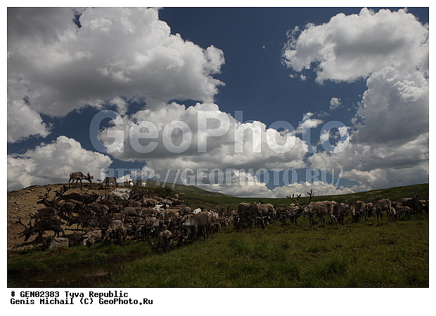 ������, ������, ����, ����, ��������, �����, �����, ���������� ����, ��������, �������� ����������, ��������, ��������, �������������, �������������, �����, �����, XYZ, ��������, ������, Cervidae, �������� �����, ������, Rangifer tarandus