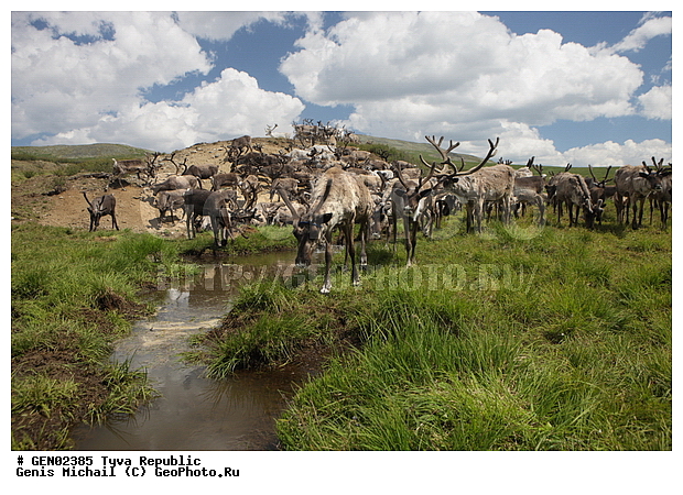  ���������, ����, ����, �����,  ����� ����, �����, �������� ����, ��������� ����, ��������, ��������, �������������, �������������, �����, �����, XYZ,��������, ������, Cervidae, �������� �����, ������, Rangifer tarandus