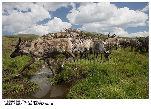 ������, ������, ����, ����, ��������, �����, �����, ���������� ����, ��������, �������� ����������, ��������, ��������, �������������, �������������, �����, �����, XYZ, ��������, ������, Cervidae, �������� �����, ������, Rangifer tarandus