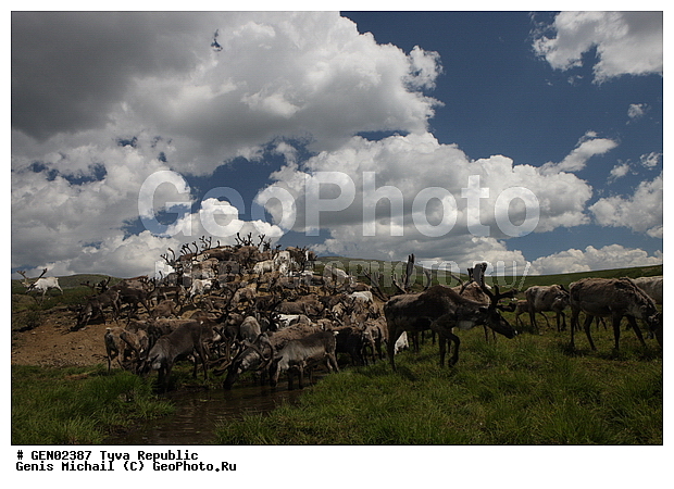 ������, ������, ����, ����, ��������, �����, �����, ���������� ����, ��������, �������� ����������, ��������, ��������, �������������, �������������, �����, �����, XYZ, ��������, ������, Cervidae, �������� �����, ������, Rangifer tarandus