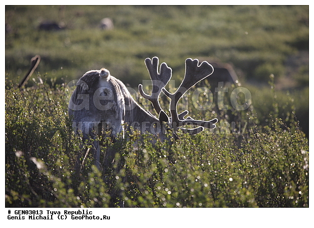 ������, ������, ����, ����, ��������, �����, �����, ���������� ����, ��������, �������� ����������, ��������, ��������, �������������, �������������, �����, �����, XYZ, ��������, ������, Cervidae, �������� �����, ������, Rangifer tarandus