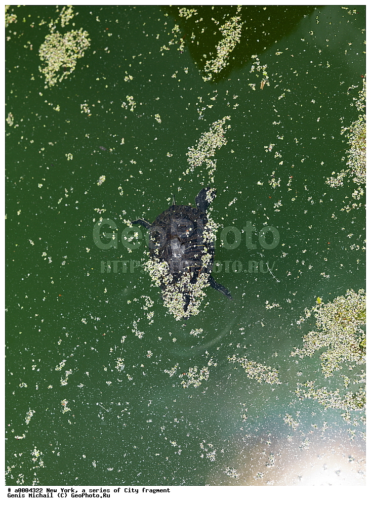 ���-����, �����, ��������, �������� ������ 