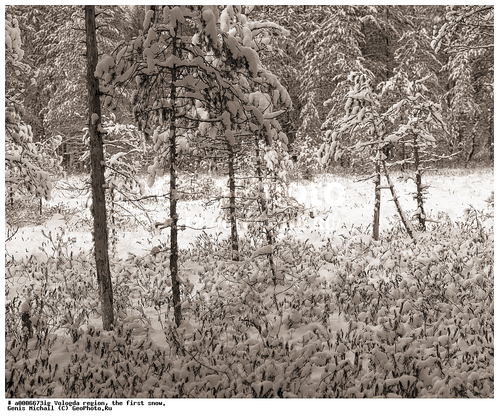 ������, ����������� �������, ������ ����, ����, ������