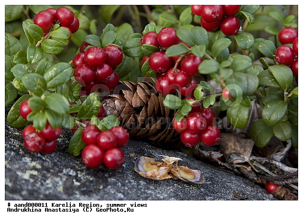 ��������, ���� ����, �������, ���, �����, ������ ��������, �����, ���������� ��������, ������������ ��������, ������������ ��������, XYZ, ����������, Ericaceae, ��������, Vaccinium vitis-idaea, ������ ��������, �����, ���������� ��������, ������������ ��������, ������������ ��������, XYZ, ����������, Ericaceae, ��������, Vaccinium vitis-idaea