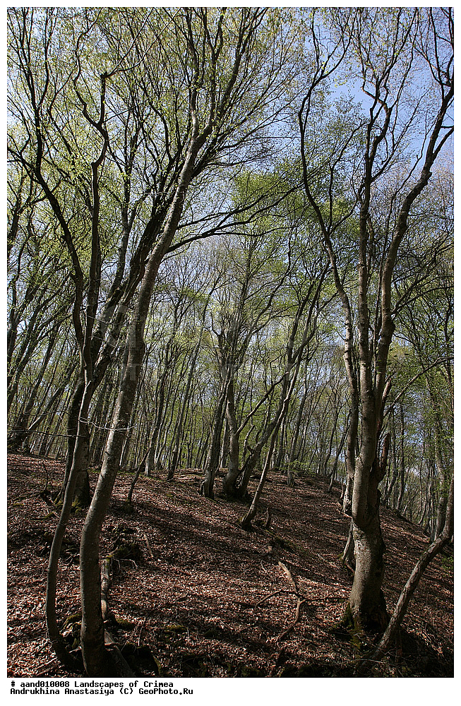 ������, ����, ����