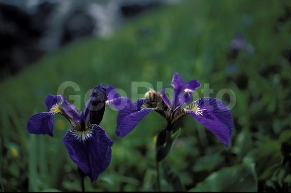 ���������, ������� ������, ������ ��������, ��������, ���������, ������, �����������, �������, ������, ����, ����� �������, ����������, ����������, �����, ����, �������, ����, ������� �����, �����, ������, ������, �����, ������