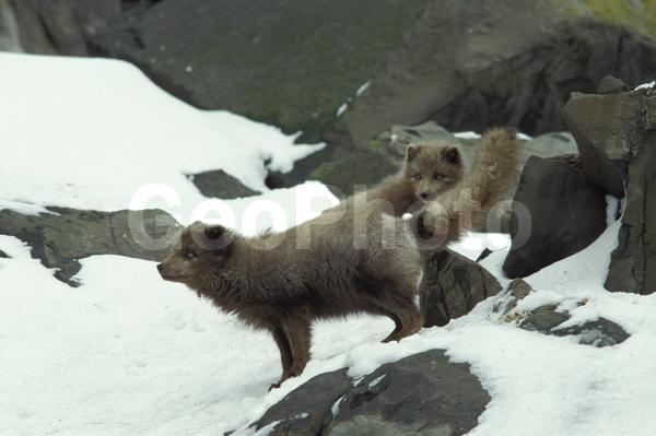 ���������, ������� ������, ������ ��������, ��������, ���������, �����, ������, �����������, ����, ����� �������, ����������, ����, �����, �����, �������������, �����, �����, ������, �������, ������, Canidae, XYZ, �������� ������, Alopex lagopus, Vulpes lagopus, ����������� ����