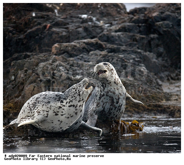 �����, ��������������� ������, ������� ������, ����� ����� ��������, ��������, ����� �����, ����� ��������, �������� ����, ������, ����, ����������, �����, ������� ������� �������������, ������� �������������, ������� ����������, ������������ ������, ����� ���������� ����������, ������ ��������, ����, ��������� ������� �������������, ���������, ������, ��������, ��������, ������� �������������, ������� �������������, ������� �����, ������� �����, XYZ, ��������� ������, Phocidae, �����, ϸ����� �����, ������� �����, Phoca largha, Phoca vitulina largha