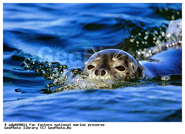 �����, ��������������� ������, ������� ������, ����� ����� ��������, ��������, ����� �����, ����� ��������, �������� ����, ����������, �����, ������� ������� �������������, ������� �������������, ������� ����������, ������������ ������, ����� ���������� ����������, ������, ��������, ��������, ������� �������������, ������� �������������, ������� �����, ������� �����, XYZ, ��������� ������, Phocidae, �����, ϸ����� �����, ������� �����, Phoca largha, Phoca vitulina largha