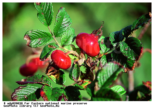 ����� ��������, �����, ������� ������, ������� ���������, ��������, ����� �����, ��������, ����� ��������, �������� ����, ����������, �������, ������� ���������, ������� ����������, ����� ���������� ����������, ������, ������, ����, ����� ���������, ��������, ���������� ������ ������������, �����, ����� ��������, ��������, �����