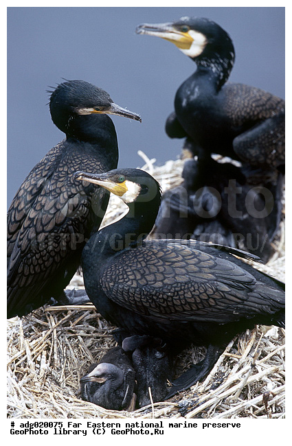 �����, ������� ������, ��������, �����, ����� �����, ����� �� ������, ����� �����, ����������� ������, ����� ��������, �������� ����, ����������� ����, ����������, ������� ������� ����, ������� ���������, ������� ����������, ����� ���������� ����������, ������, ������, ����� �������� �������, ������ ������, ���������� ������ ������������. ������ ����������, �����, ������� �����, ������� �����, XYZ, ����������, Phalacrocoracidae, �������� ������, ����������� ������, Phalacrocorax capillatus