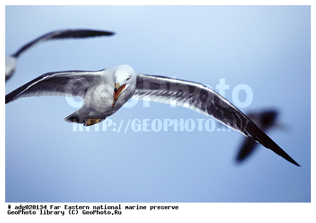 �����, ������� ������, ��������, �����, ����� �����, ����� �����, ������������ �����, ����� ��������, �������� ����, ����������� ����, ����������, ������� ������� ����, ������� ���������, ������� ����������, ����� ���������� ����������, ������, ������, ������ ����������, �����, ����� �������� �������, ����� � ������, ������ ������, ���������� ������ ������������, �����, ����� ��� �����, ������� �����, ������� �����, �����, XYZ, ��������, Laridae, ������������ �����, Larus crassirostris