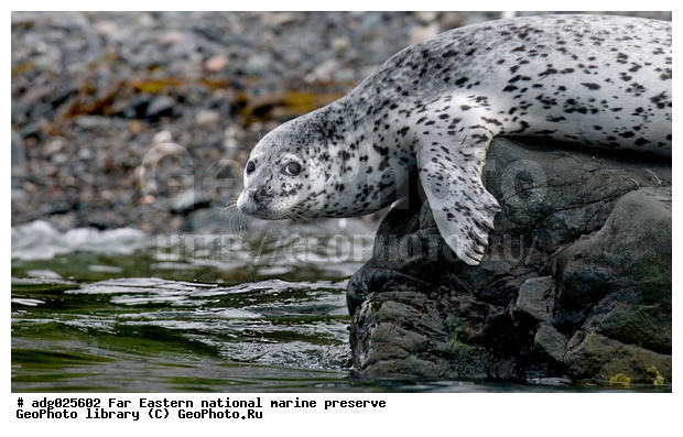 �����, ��������������� ������, ������� ������, ����� ����� ��������, ��������, ����� �����, ����� ��������, �������� ����, ����������, �����, ������� ������� �������������, ������� �������������, ������� ����������, ������������ ������, ����� ���������� ����������, ������, ��������, ��������, ������� �������������, ������� �������������, ������� �����, ������� �����, XYZ, ��������� ������, Phocidae, �����, ϸ����� �����, ������� �����, Phoca largha, Phoca vitulina largha