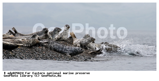 �����, ��������������� ������, ������� ������, ����� ����� ��������, ��������, ����� �����, ����� ��������, �������� ����, ����������, �����, ������� ������� �������������, ������� �������������, ������� ����������, ������������ ������, ����� ���������� ����������, ������, ��������, ��������, ������� �������������, ������� �������������, ������� �����, ������� �����, XYZ, ��������� ������, Phocidae, �����, ϸ����� �����, ������� �����, Phoca largha, Phoca vitulina largha