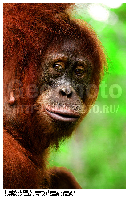 ������ ������, ���������, ������������� ������� �����, ���������, �������, ������������, ������� �������������� ���, ������ �������, �������, ����� �������, ���������� ����, ��������, �������, ���������� �����, ���������� ���, ����������������, ���������������� ����� �������, ����������������, ������������ �������