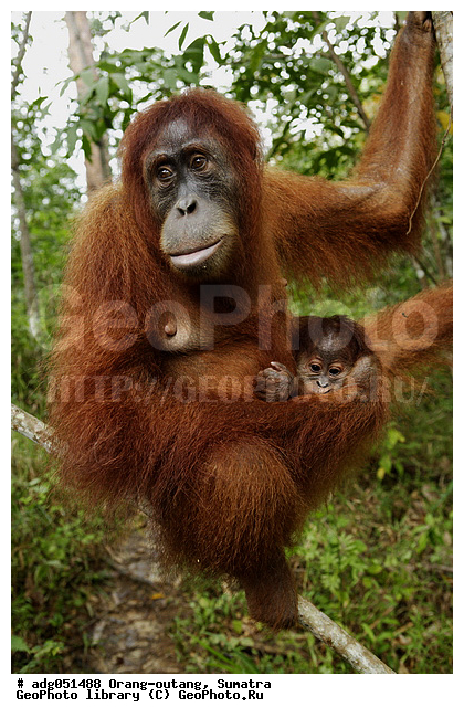 ������ ������, ���������, ������������� ������� �����, ���������, �������, ������������, ������� �������������� ���, ������ �������, �������, ����� �������, ���������� ����, ��������, �������, ���������� �����, ���������� ���, ����������������, ���������������� ����� �������, ����������������, ������������ �������