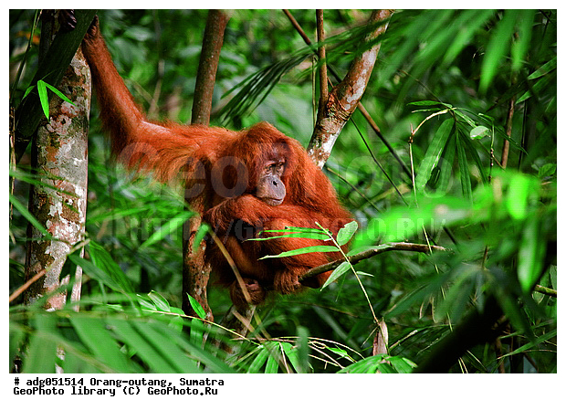 ������ ������, ���������, ������������� ������� �����, ���������, �������, ������������, ������� �������������� ���, ������ �������, �������, ����� �������, ���������� ����, ��������, �������, ���������� �����, ���������� ���, ����������������, ���������������� ����� �������, ����������������, ������������ �������