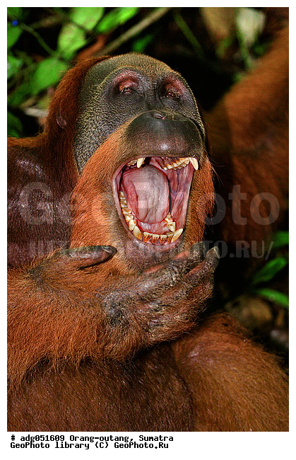 ������ ������, ���������, ������������� ������� �����, ���������, �������, ������������, ������� �������������� ���, ������ �������, �������, ����� �������, ���������� ����, ��������, ��������� ������ ��������, �������, ���������� �����, ���������� ���, ����������������, ���������������� ����� �������, ����������������, ������������ �������