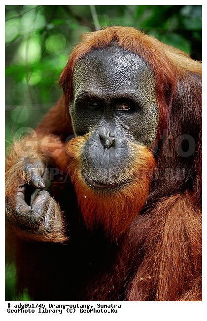 ������ ������, ���������, ������������� ������� �����, ���������, �������, ������������, ������� �������������� ���, ������ �������, �������, ����� �������, ���������� ����, ��������, �������, ���������� �����, ���������� ���, ����������������, ���������������� ����� �������, ����������������, ������������ �������