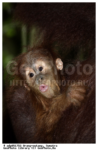 ������ ������, ���������, ������������� ������� �����, ���������, �������, ������������, ������� �������������� ���, ������ �������, �������, ����� �������, ���������� ����, ��������, �������, ���������� �����, ���������� ���, ����������������, ���������������� ����� �������, ����������������, ������������ �������