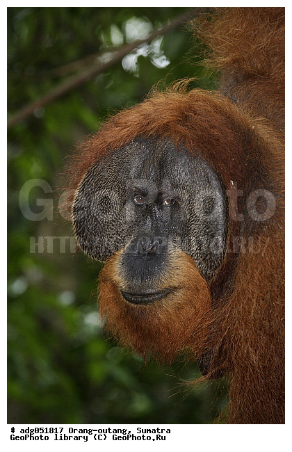 ������ ������, ���������, ������������� ������� �����, ���������, �������, ������������, ������� �������������� ���, ������ �������, �������, ����� �������, ���������� ����, ��������, �������, ���������� �����, ���������� ���, ����������������, ���������������� ����� �������, ����������������, ������������ �������