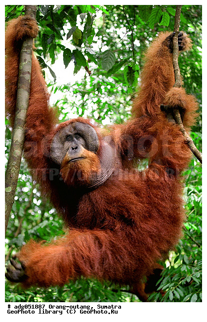 ������ ������, ���������, ������������� ������� �����, ���������, �������, ������������, ������� �������������� ���, ������ �������, �������, ����� �������, ���������� ����, ��������, �������, ���������� �����, ���������� ���, ����������������, ���������������� ����� �������, ����������������, ������������ �������